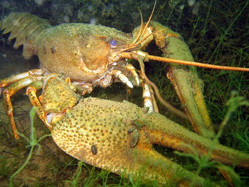 Astacus leptodactylus